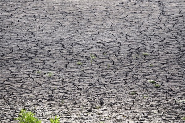 Symbolic picture of climate change, drought, dry field, Germany