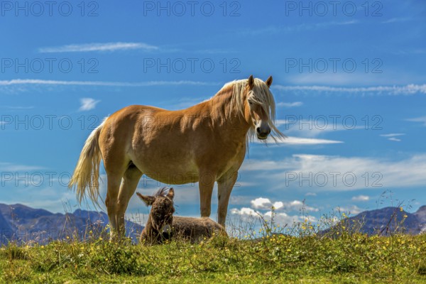 A horse stands with a foal in the grass under a blue sky
