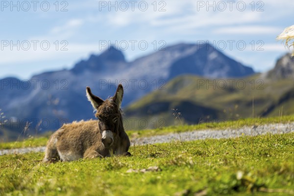 A donkey is lying on a green field with mountains in the background