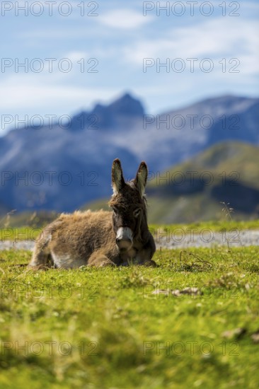 A donkey is relaxing in a meadow in front of a mountain backdrop