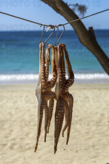 Octopus is dried in the sun, Naxos, Cyclades, Greece
