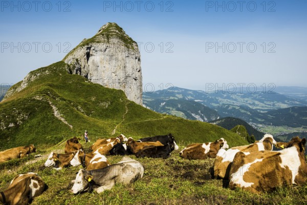 Mountain landscape and cows, Kanisfluh, Damüls, Bregenzerwald, Vorarlberg, Alps, Austria