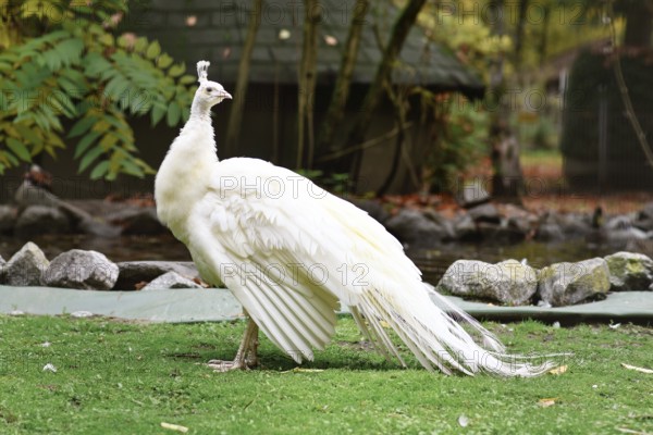 White Indian peafowl Pavo cristatus mut. alba. with Leucism