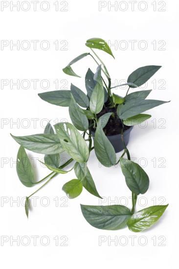 Beautiful exotic 'Epipremnum Pinnatum Cebu Blue' houseplant with silver-blue leaves in pot on white background