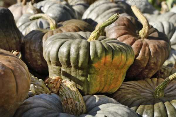 Green Queensland Blue pumpkins at rustic autumn market