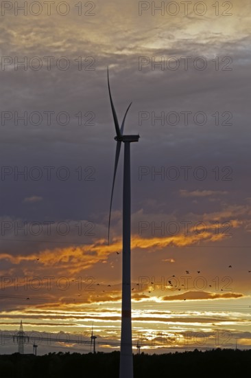 Sunset, clouds, flock of birds, wind power plants, silhouettes, Melbeck, Samtgemeinde Ilmenau, Lower Saxony, Germany