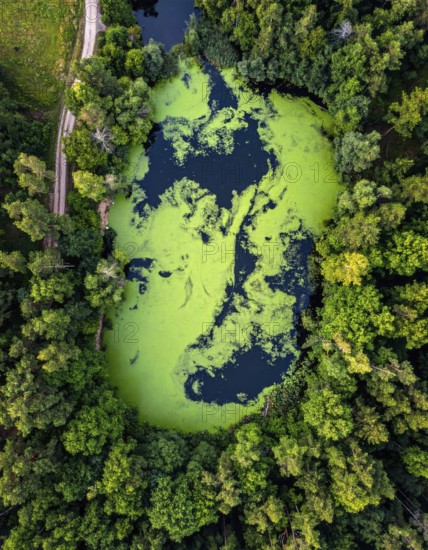 Green algae on the lake. Aerial view of nature, landscape with hills and forest in summer, cloudy sky, golden light at sunset, AI generated