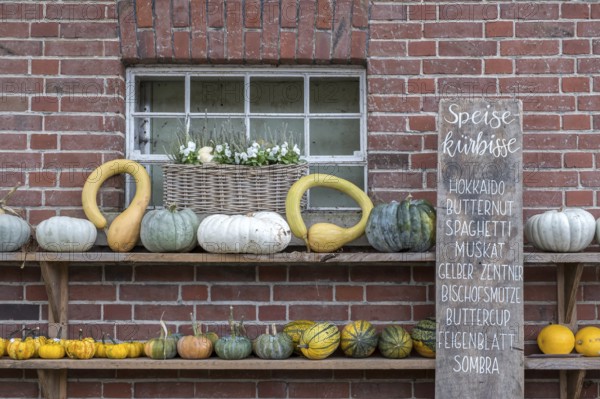 Autumn pumpkin decoration on a wooden shelf in front of a brick wall with handwritten list of edible pumpkins, North Rhine-Westphalia, Germany