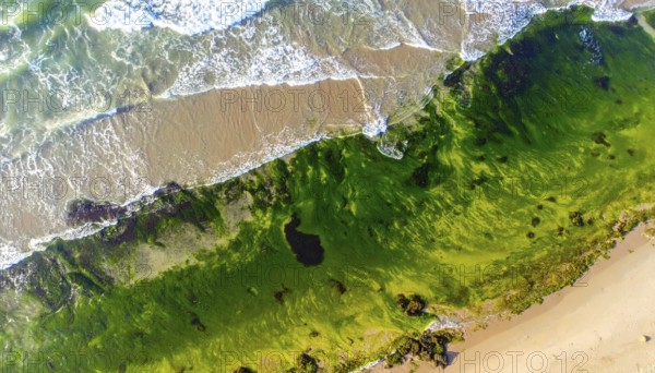 Green algae on the shore of an ocean. Fascinating phenomenon of wilderness nature, green plants, white sands, blue water and rocky cliffs, Aerial view of a beautiful abstract landscape, AI generated