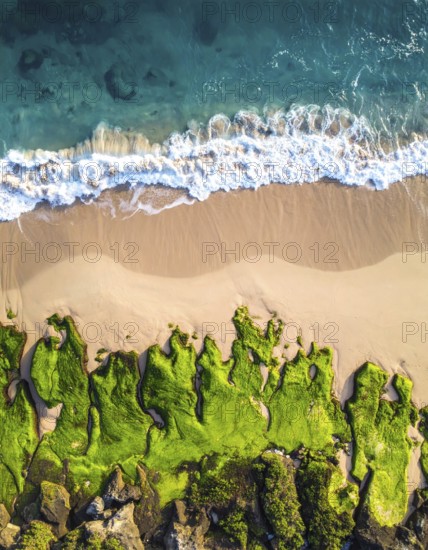 Green algae on the shore of an ocean. Fascinating phenomenon of wilderness nature, green plants, white sands, blue water and rocky cliffs, Aerial view of a beautiful abstract landscape, AI generated