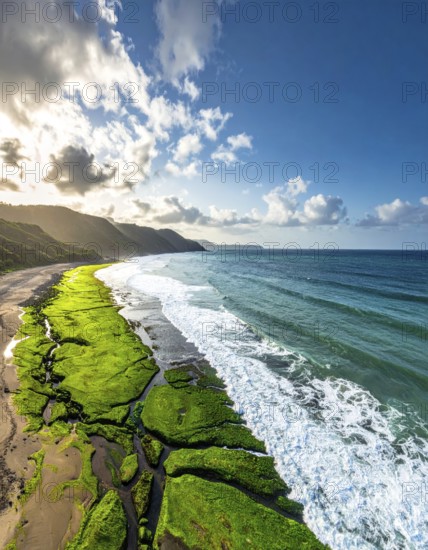 Green algae on the sandy shore of an ocean. Fascinating phenomenon of wild coastline with green plants, white sands, stone, blue water and cliffs, Aerial view of a beautiful abstract unreal and textured landscape, AI generated