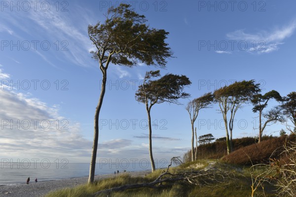 Windflüchter, pine trees on the Darß on the Baltic Sea, Mecklenburg-Western Pomerania, Germany