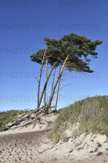 Windflüchter, pine trees on the Darß on the Baltic Sea, Mecklenburg-Western Pomerania, Germany