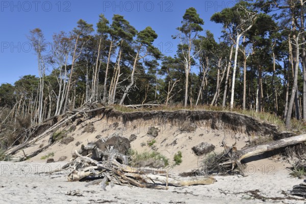 The west beach on the Darß peninsula on the Baltic Sea, Mecklenburg-Western Pomerania, Germany
