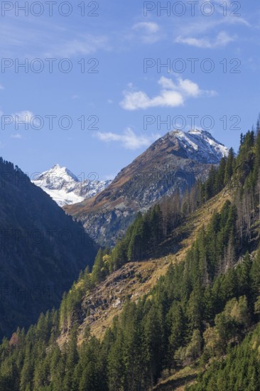 Forest and mountains with Stubai Glacier and Aperer Pfaff near Ranalt in autumn, Ranalt, Neustift im Stubai Valley, Stubai Valley, Tyrol, Austria