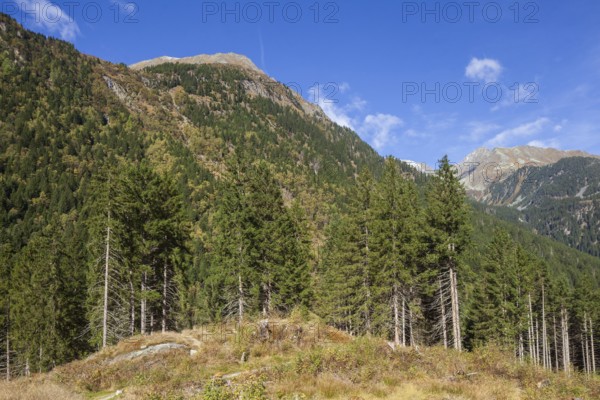 Forest and mountains near Ranalt in autumn, Ranalt, Neustift im Stubai Valley, Stubai Valley, Tyrol, Austria