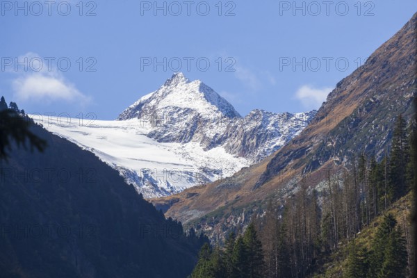 Forest and mountains with Stubai Glacier and Aperer Pfaff near Ranalt in autumn, Ranalt, Neustift im Stubai Valley, Stubai Valley, Tyrol, Austria
