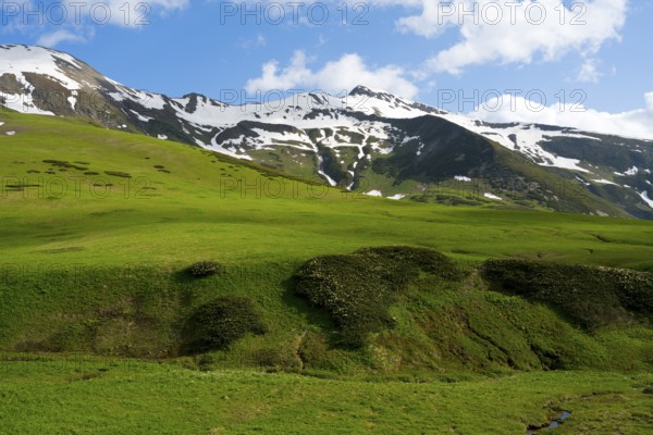 Green meadows in front of snow-covered mountains under a blue sky with clouds, Zagari Pass, Svaneti, Greater Caucasus, High Caucasus, Georgia