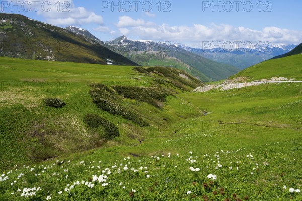 Flower meadow in the valley with a view of the surrounding mountains, Zagari Pass, Svaneti, Greater Caucasus, High Caucasus, Georgia