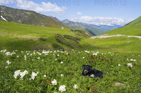 A dog sits in a flower-strewn meadow against a hilly backdrop, mixed breed dachshund, Zagari Pass, Svaneti, Svaneti, Greater Caucasus, High Caucasus, Georgia