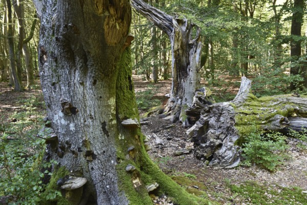 Dead wood in beech forest, Darß primeval forest, Darßer Wald, Mecklenburg-Western Pomerania, Germany