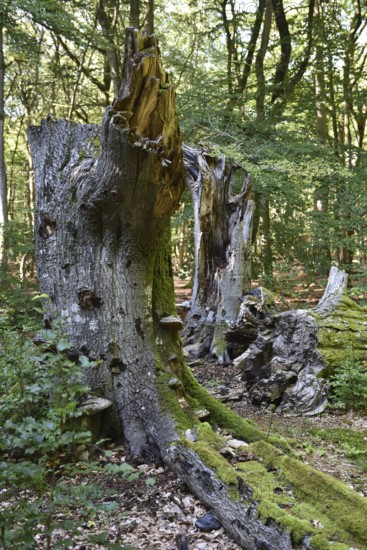 Dead wood in beech forest, Darß primeval forest, Darßer Wald, Mecklenburg-Western Pomerania, Germany