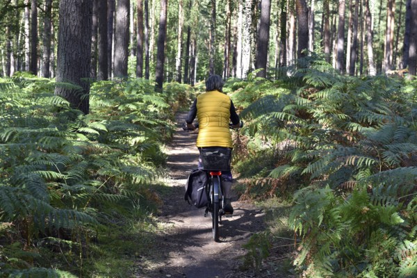Woman riding a bicycle in a pine forest, Darß Primeval Forest, Mecklenburg-Western Pomerania, Germany