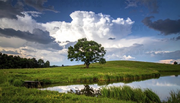 Single and lonely tree near to a lake, meadow and lot of wild grass around, hilly wilderness landscape with blue sky, beautiful clouds on the horizon, nobody around, concept of freedom, traveling and beauty of nature, AI generated