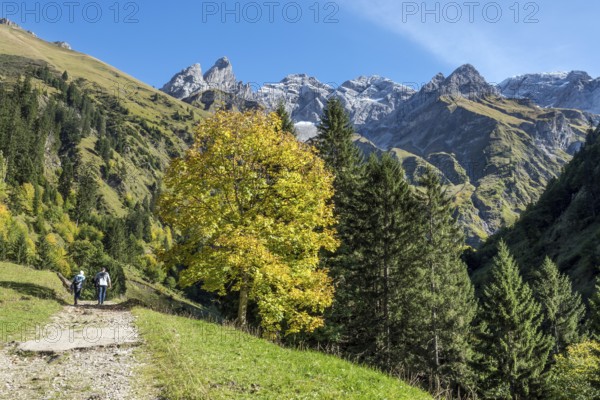 Hiking trail in Bacherloch Valley, back mountains of the Allgäu Alps with Trettachspitze, Mädelegabel and Hochfrottspitze, autumn atmosphere, autumn-colored trees, near Einödsbach, Oberstdorf, Oberallgäu, Allgäu, Bavaria Germany