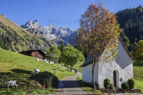 St. Katarina chapel, Einödsbach, Trettachspitze in the back, Mädelegabel and high-frottspizte, autumn atmosphere, goats in the pasture, Oberstdorf, Oberallgäu, Allgäu, Bavaria Germany