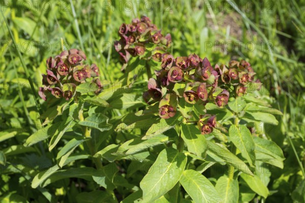 Green plant with reddish flowers growing in the garden under sunlight, milkweed (Euphorbia, commonly known as euphorbia), Zagari Pass, Svaneti, Svaneti, Greater Caucasus, High Caucasus, Georgia
