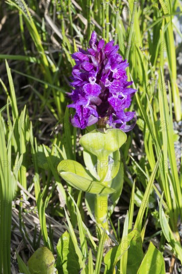 Purple flower with green leaves in a natural, sunny environment, broad-leaved orchid (Dactylorhiza majalis), or broad-leaf fingerroot, Zagari Pass, Svaneti, Greater Caucasus, Greater Caucasus, Georgia