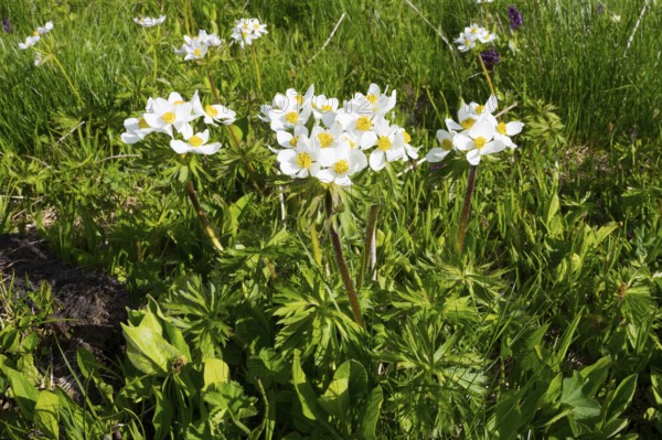White flowers in full bloom on a green spring meadow in sunlight, daffodil anemone (Anemone narcissiflora), daffodil anemone or alpine mountain chicken, Zagari Pass, Svaneti, Greater Caucasus, High Caucasus, Georgia