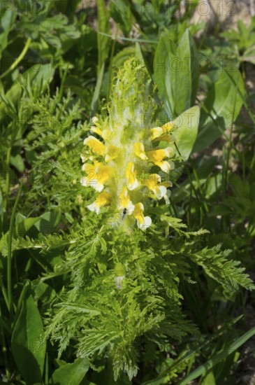 Close-up of a yellow flower with lush green leaves in natural environment, leafy lice herb (Pedicularis foliosa), leafy lice herb, leafy lice herb or leafy lice herb, Zagari Pass, Svaneti, Svaneti, Greater Caucasus, High Caucasus, Georgia