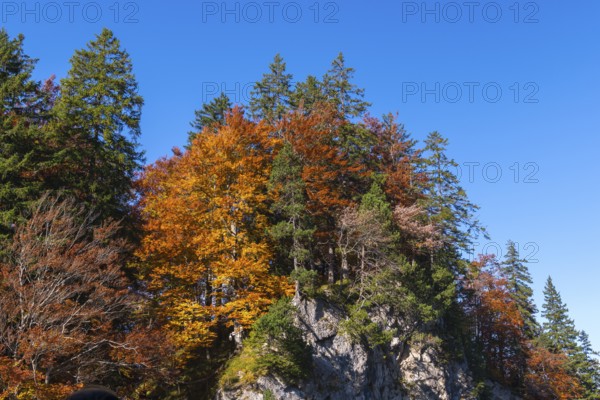 Colourful autumn trees on rocky hill under clear blue sky in natural surroundings, Schwangau near Füssen, Ostallgäu, Allgäu, Bavaria, Germany