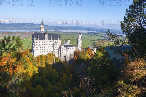 Fairytale Neuschwanstein Castle surrounded by autumnal forest and blue sky in picturesque landscape, Schwangau near Füssen, Ostallgäu, Allgäu, Bavaria, Germany