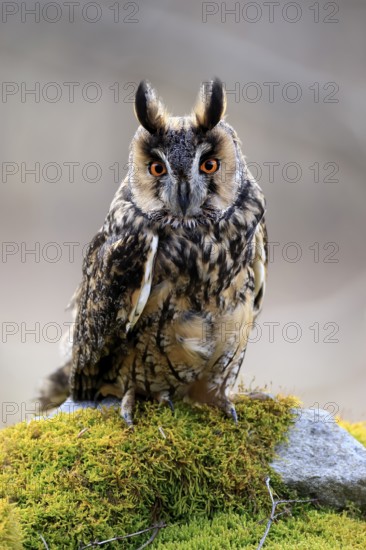 Long-eared owl (Asio otus), adult, on rocks, mossy, in winter, alert, Bohemian Forest, Czech Republic, Europe, Germany