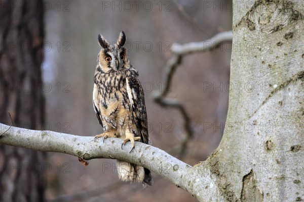 Long-eared owl (Asio otus), adult, on tree, in winter, alert, Bohemian Forest, Czech Republic, Europe, Germany