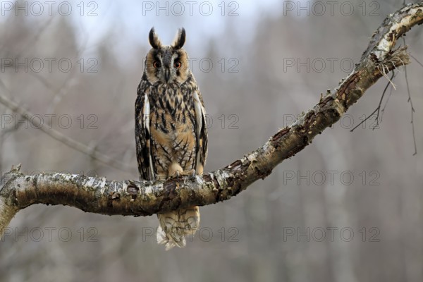 Long-eared owl (Asio otus), adult, on tree, perch, in winter, alert, Bohemian Forest, Czech Republic, Europe, Germany