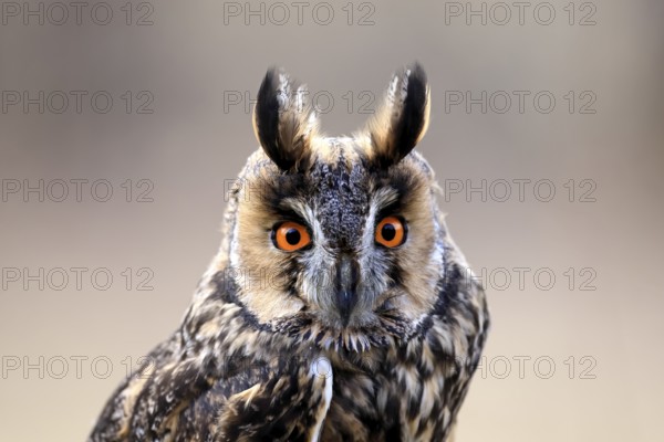 Long-eared owl (Asio otus), adult, portrait, in winter, alert, Bohemian Forest, Czech Republic, Europe, Germany
