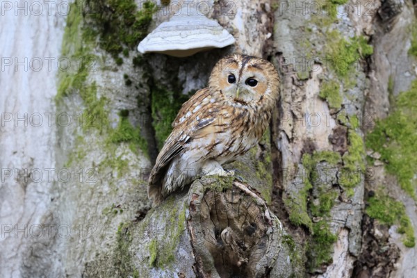 Tawny owl (Strix aluco), adult, on tree, in winter, alert, Bohemian Forest, Czech Republic, Europe, Germany