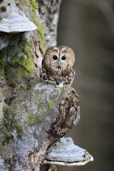 Tawny owl (Strix aluco), adult, on tree, in winter, alert, Bohemian Forest, Czech Republic, Europe, Germany
