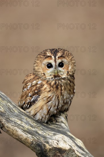 Tawny owl (Strix aluco), adult, perch, in winter, alert, Bohemian Forest, Czech Republic, Europe, Germany