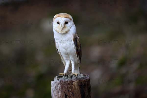 Barn owl (Tyto alba), adult, alert, perch, in winter, Bohemian Forest, Czech Republic, Europe, Germany