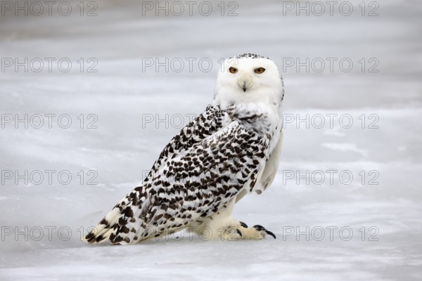 Snowy owl (Nyctea scandiaca), snowy owl, adult, alert, in snow, foraging, in winter, Bohemian Forest, Czech Republic, Europe, Germany, captive