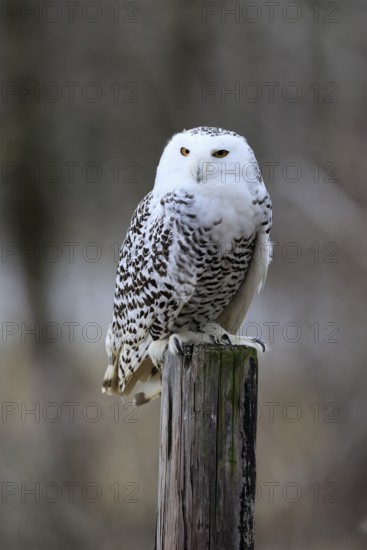 Snowy owl (Nyctea scandiaca), snowy owl, adult, alert, perch, in winter, Bohemian Forest, Czech Republic, Europe, Germany, captive