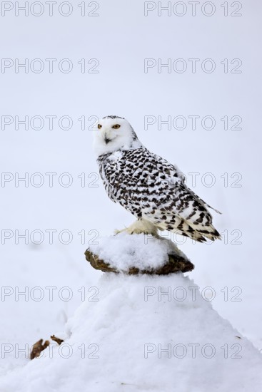 Snowy owl (Nyctea scandiaca), snowy owl, adult, alert, in snow, perch, in winter, Bohemian Forest, Czech Republic, Europe, Germany, captive