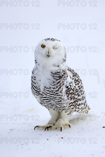 Snowy owl (Nyctea scandiaca), snowy owl, adult, alert, in snow, foraging, in winter, Bohemian Forest, Czech Republic, Europe, Germany, captive