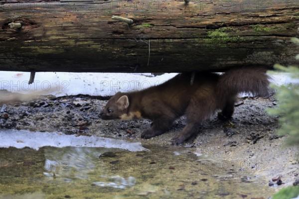 Marten (Martes martes), adult, alert, water, winter, Bavarian Forest National Park, Germany, Europe, Germany