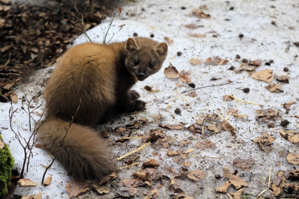 Marten (Martes martes), adult, alert, sitting, ground, winter, snow, Bavarian Forest National Park, Germany, Europe, Germany
